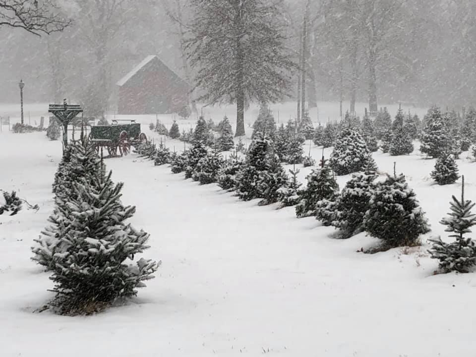 Downstate Illinois Road Trip Roundup: Find Your Family Christmas Tree 